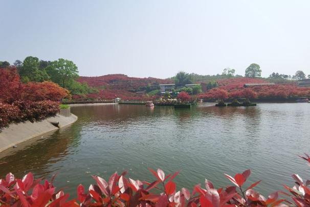 重庆红叶最佳观赏地点和时间的攻略