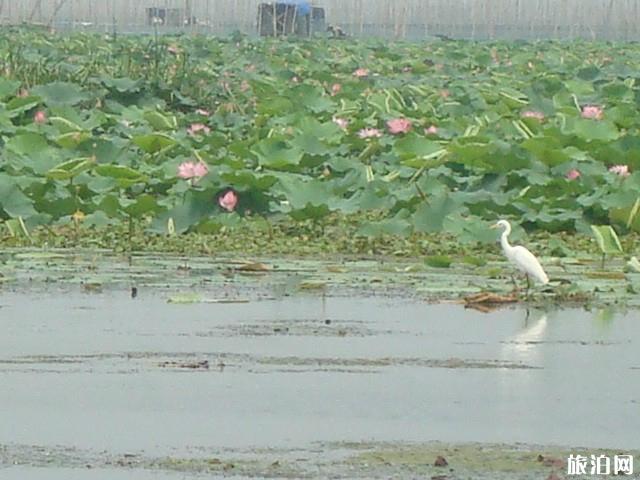 瞿家湾风景区游玩攻略