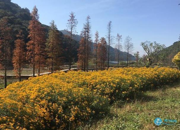 石门国家森林公园天池花海红叶一日游