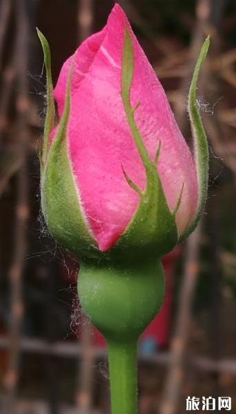 北京国际鲜花港游玩攻略，鲜花港游记