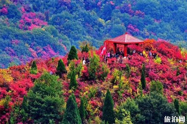 北京香山可以骑共享单车上山吗，附香山红叶节交通管制信息