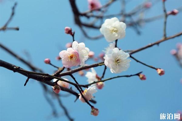 上海梅花节最佳观赏时间，上海梅花开了