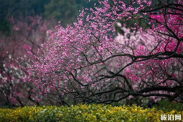 南京二梅展介绍