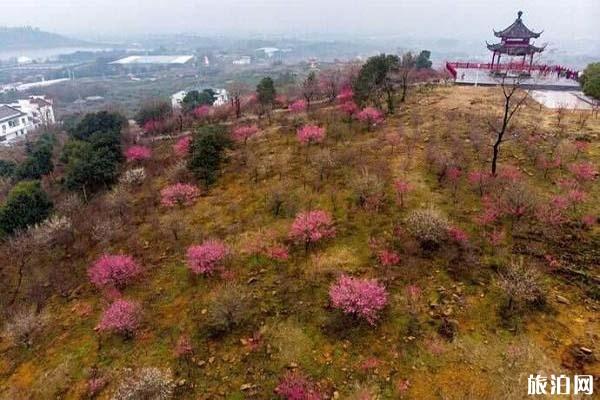 溧水傅家边梅花什么时候开放，溧水傅家边采摘在哪里