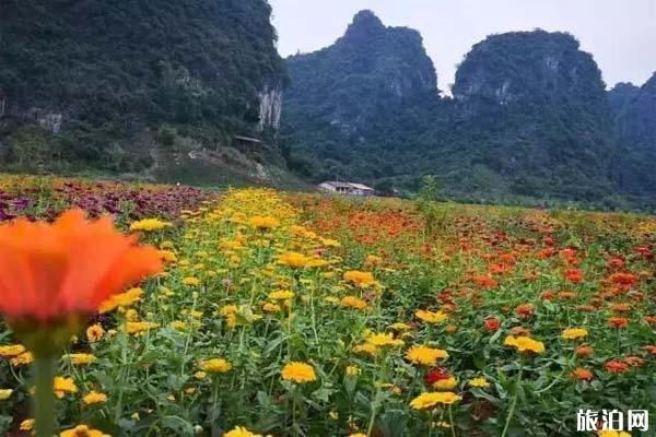 清远九龙峰林小镇油菜花盛开时间