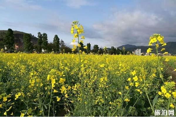 云浮郁南连滩镇油菜花什么时候开放