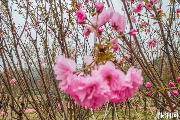 深圳鹏城美丽乡村生态园门票，有哪些花观赏