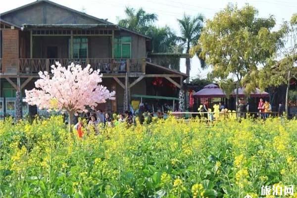 佛山高明盈香生态园油菜花什么时候开