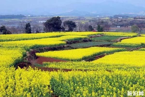 深圳观澜版画村油菜花观赏期是多少