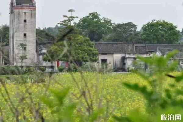 深圳观澜版画村油菜花观赏期是多少