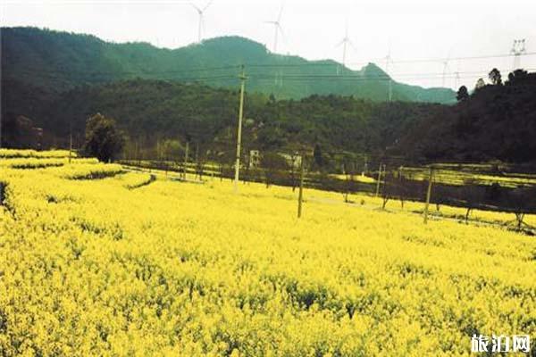 安宁螳螂川油菜花什么时候开