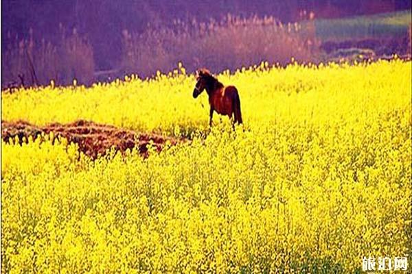 安宁螳螂川油菜花什么时候开