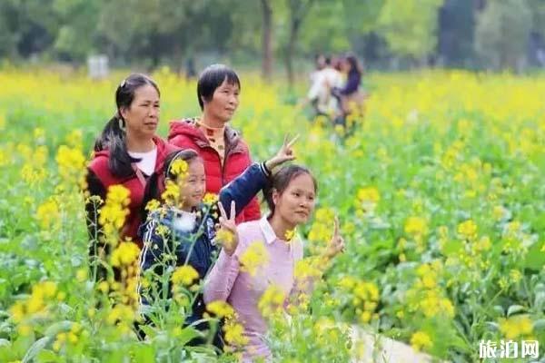 顺德顺峰山公园油菜花在哪儿