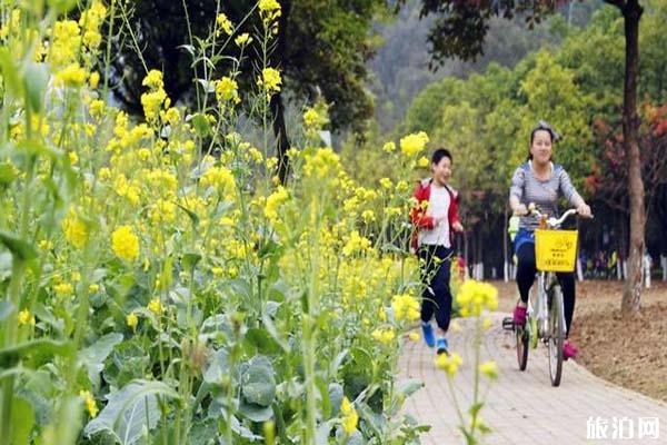 佛山亚艺公园油菜花什么时候开放