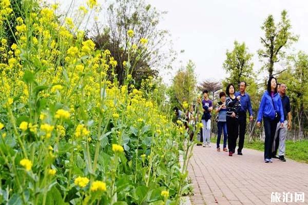 佛山亚艺公园油菜花什么时候开放