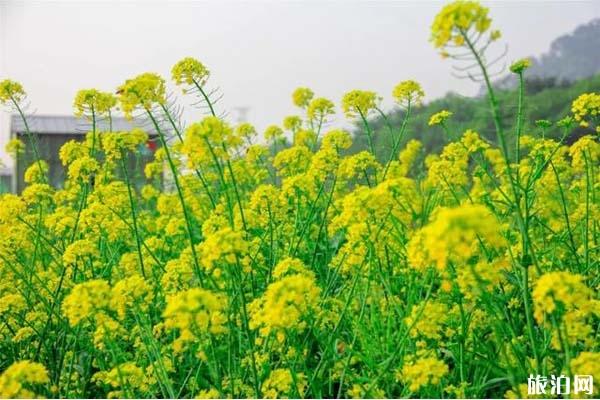 佛山西樵山油菜花位置在哪里