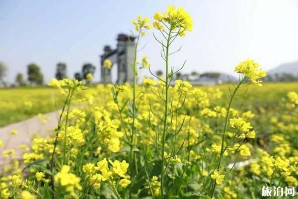 佛山南海里水流潮水口村油菜花观赏指南