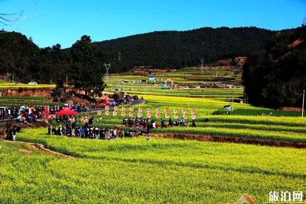 云南峨山县油菜花在哪里观赏，油菜花节时间