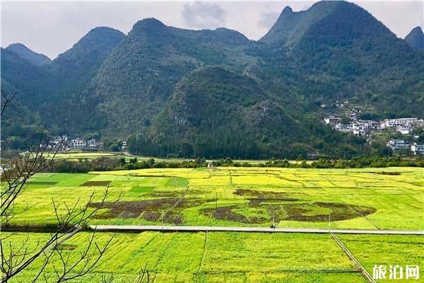 万峰林油菜花花期 开花时间