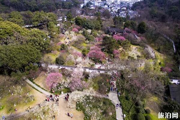 杭州灵峰梅林梅花有哪些品种 梅花观赏指南