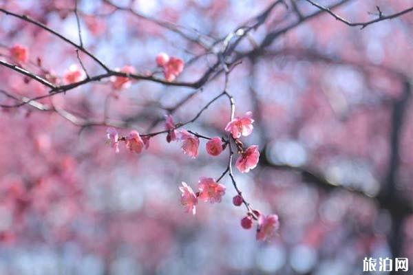 孤山梅花在哪个位置，什么时候开放