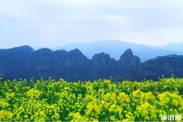 新昌后金山村油菜花观赏介绍