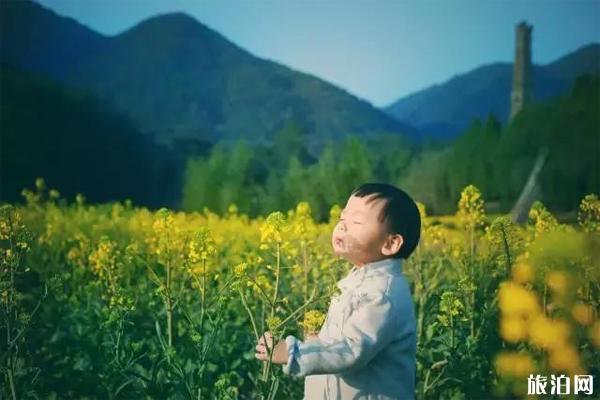 天台县观赏油菜花地推荐