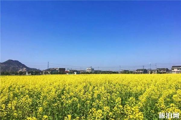 苍南钱库镇油菜花观赏地点推荐