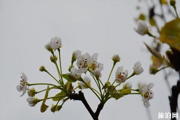 四川绵竹市赏花地推荐