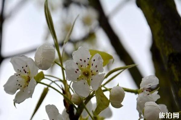 四川绵竹市赏花地推荐