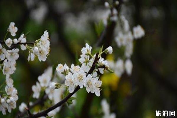 四川绵竹市赏花地推荐