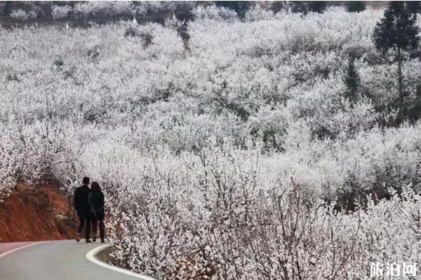 毕节市纳雍县厍东关乡樱花什么时候开