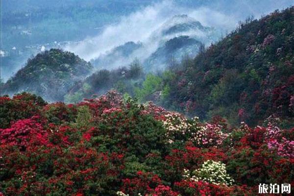 百里杜鹃景区门票半价优惠，杜鹃花期