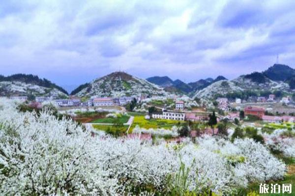 渝北印盒李花生态旅游区门票多少 怎么坐车