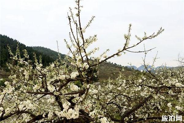 合川区双凤镇保合观光园游玩攻略