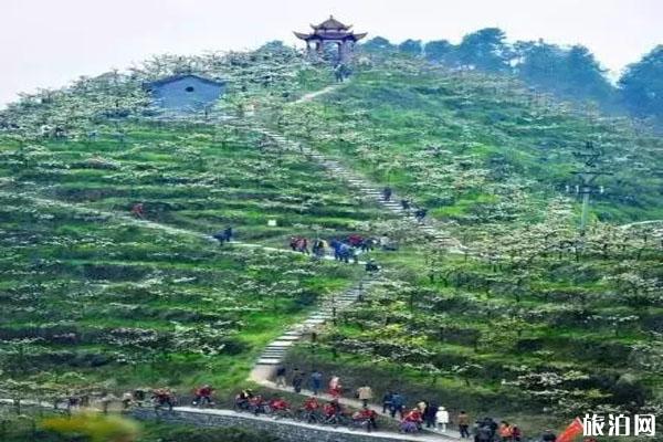 重庆五和梨园赏花时间，怎么去