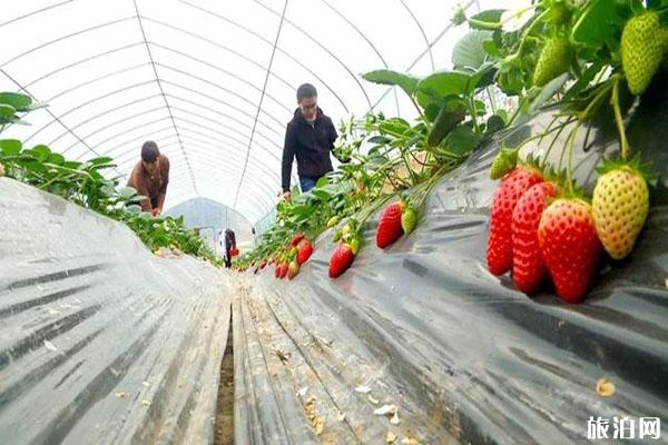 六盘水草莓采摘基地推荐