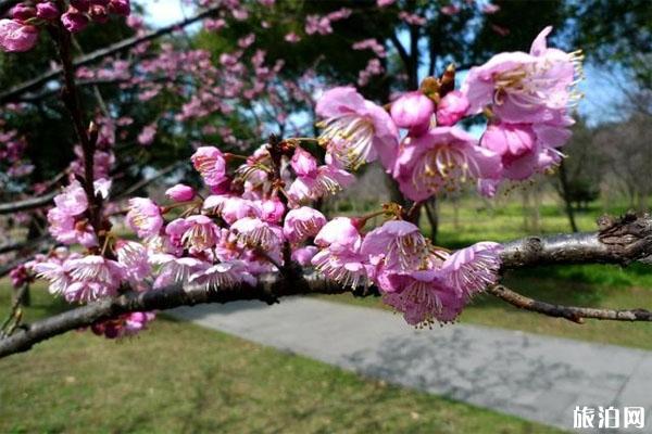 常州青枫公园都有哪些花可赏，附赏花指南