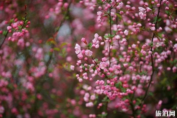 春秋淹城乐园樱花在哪里观赏