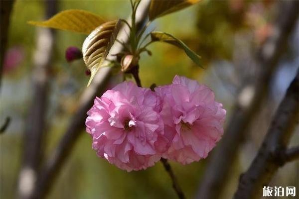 元大都城垣遗址公园海棠花节什么时候举办