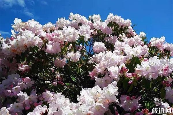 雅安神木垒杜鹃花花期多少