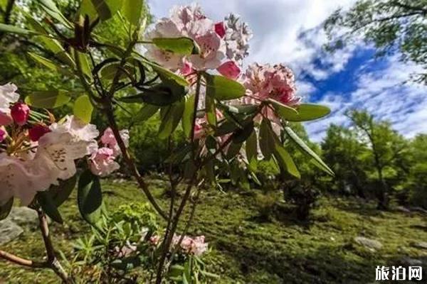 都江堰龙池景区杜鹃花什么时候开放