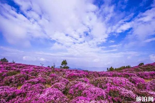 禄劝马鹿塘花海景区杜鹃花什么时候开