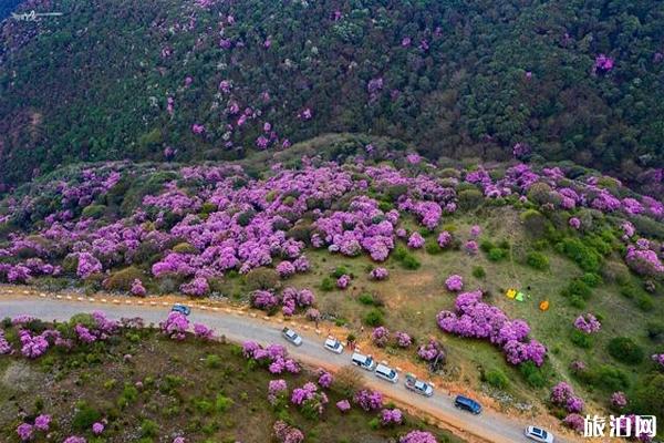 鹤庆县马耳山杜鹃花海，什么时候开