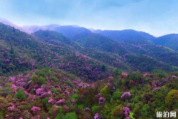 百灵山杜鹃花图片，百灵山在哪怎么去