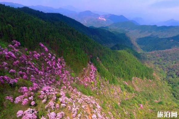 百灵山杜鹃花图片 百灵山在哪-怎么去