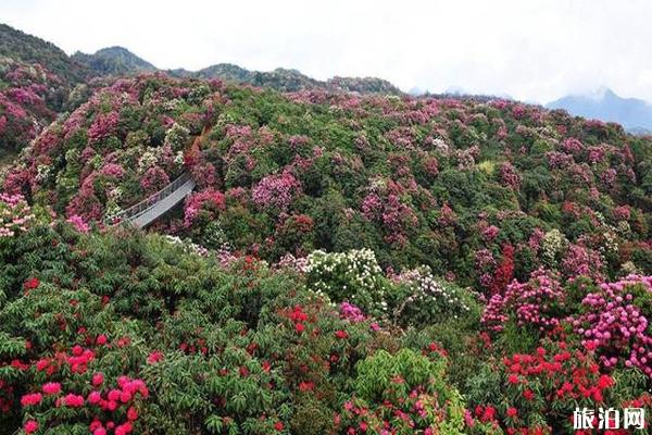 攀枝花龙头山在哪里