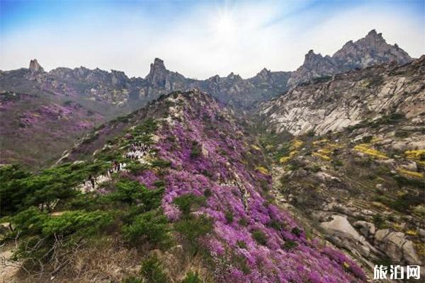 青岛大珠山万亩杜鹃在哪里，什么时候开