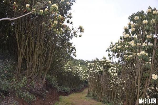 曲靖东山恩洪大山杜鹃花海在哪里，怎么去