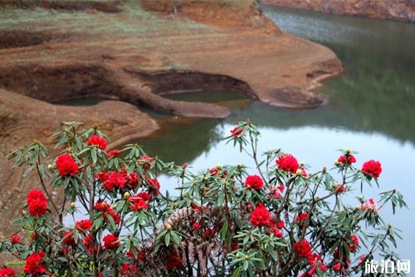 五里箐杜鹃花什么时候开